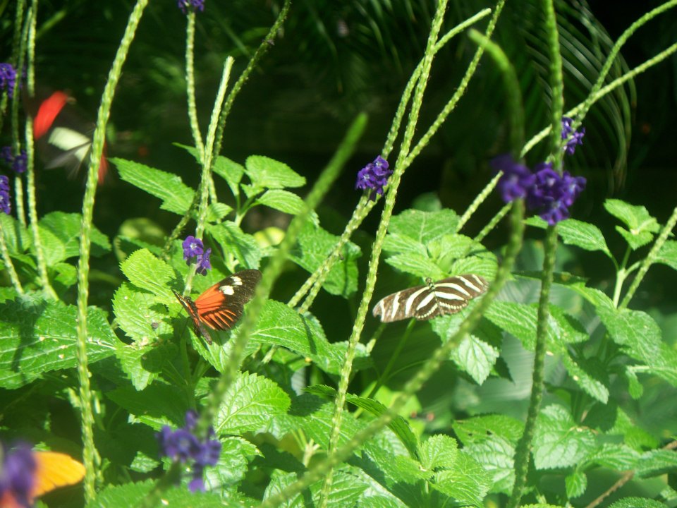 523654_415215428545004_862806199_n